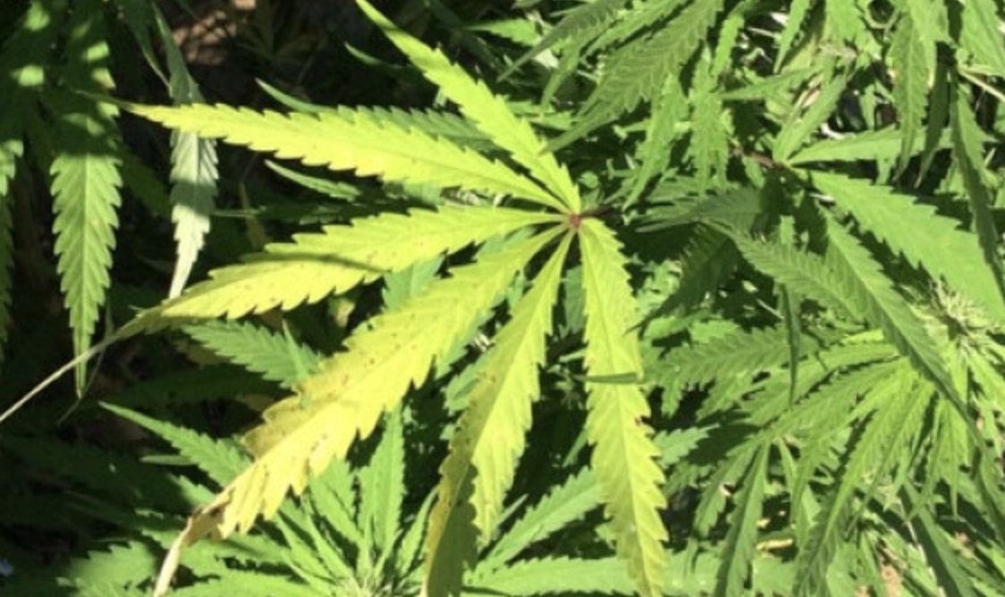 Nasconde nel furgone marijuana pronta per lo spaccio: scatta la denuncia per un 60enne