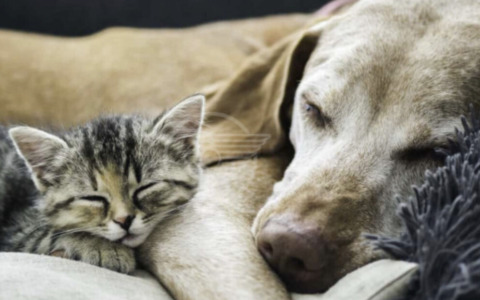 Servizio Tutela Animali della Polizia Locale: oltre 550 chiamate alla Centrale di via Donegani nel 2025