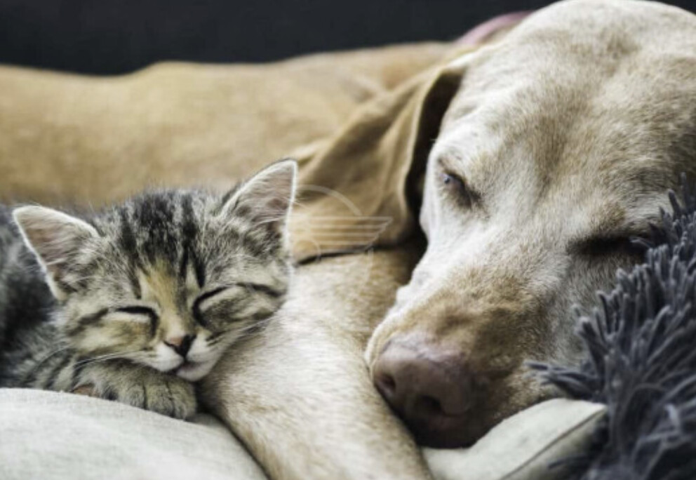 Servizio Tutela Animali della Polizia Locale: oltre 550 chiamate alla Centrale di via Donegani nel 2025