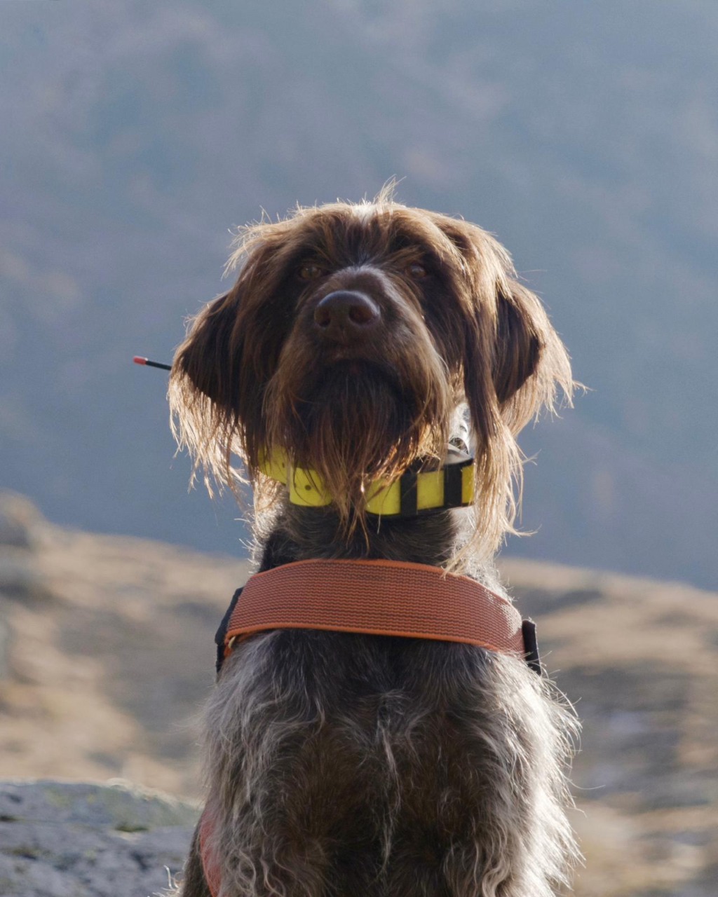 Polizia Provinciale: l’agente a quattro zampe Sole impegnato a Gardone Val Trompia e ad Anfo