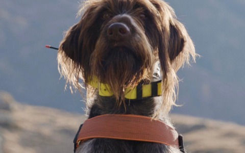 Polizia Provinciale: l’agente a quattro zampe Sole impegnato a Gardone Val Trompia e ad Anfo
