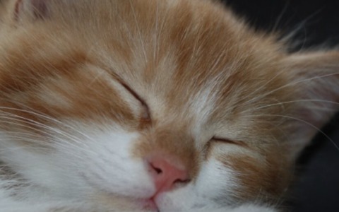 Giornata nazionale del gatto: inviateci le vostre foto