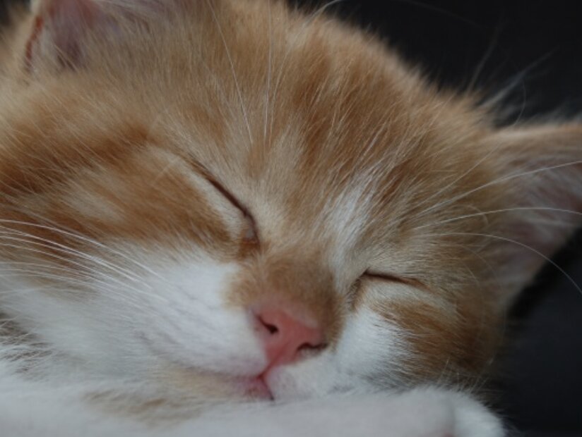 Giornata nazionale del gatto: inviateci le vostre foto