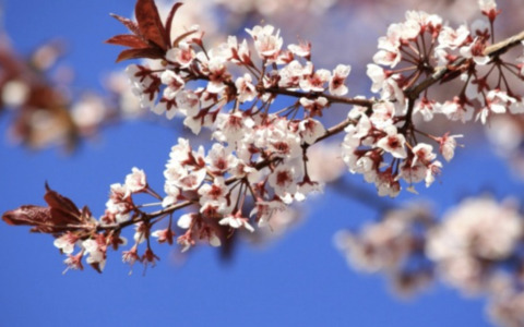 Meteo nel Bresciano: cielo sereno, giovedì peggiora, ma nel fine settimana arriva la primavera