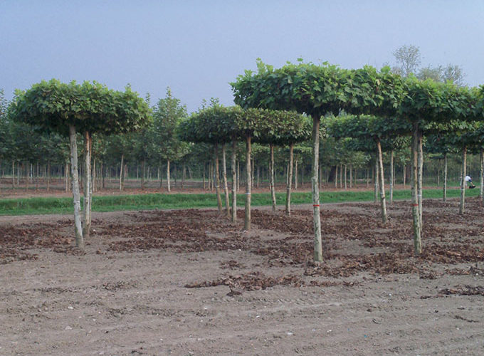 Parco di via Odorici: al via la manutenzione straordinaria del verde