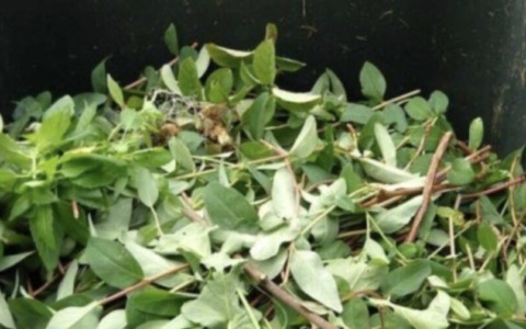 Raccolta del verde: oltre 9mila adesioni al porta a porta