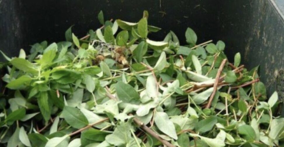 Raccolta del verde: oltre 9mila adesioni al porta a porta