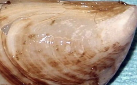 Scatta l’obbligo di sanificazione delle barche per difendere biodiversità e pesca