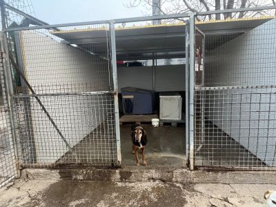 Nuovi aiuti per il canile di San Rocco: solidarietà e volontariato per i pelosi