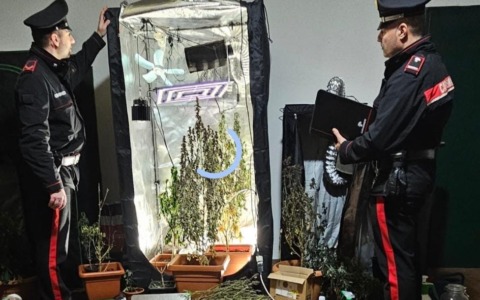 Coltiva marijuana in garage: arrestato 40enne a Isorella