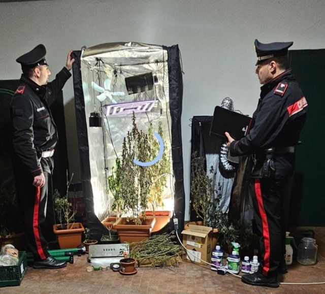 Coltiva marijuana in garage: arrestato 40enne a Isorella