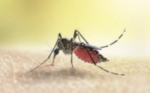 Caso Dengue a Brescia: al via la disinfestazione in via Monte Suello