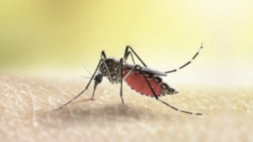 Caso Dengue a Brescia: al via la disinfestazione in via Monte Suello