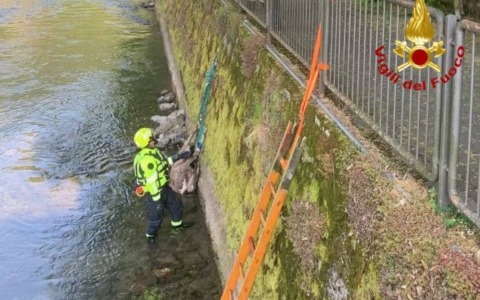 Cervo morto nel fume Chiese: il recupero da parte dei Vigili del Fuoco