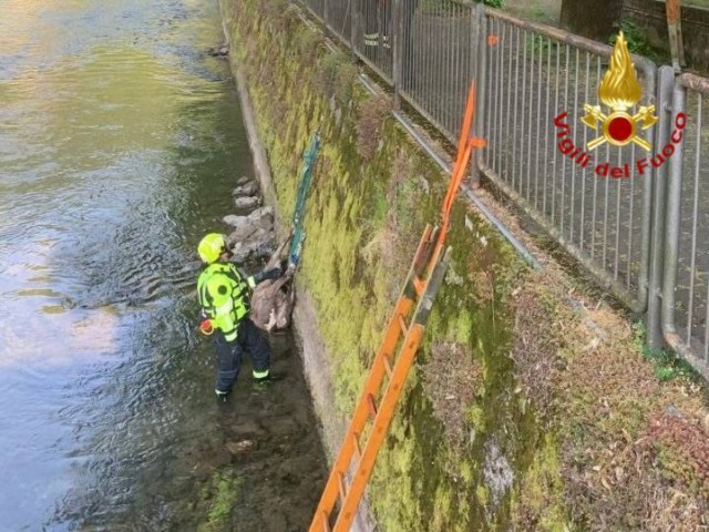 Cervo morto nel fume Chiese: il recupero da parte dei Vigili del Fuoco