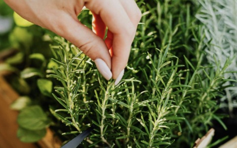Dal folletto Naturello ai banchi di scuola: aromatiche sotto la lente di “Coltiviamo”