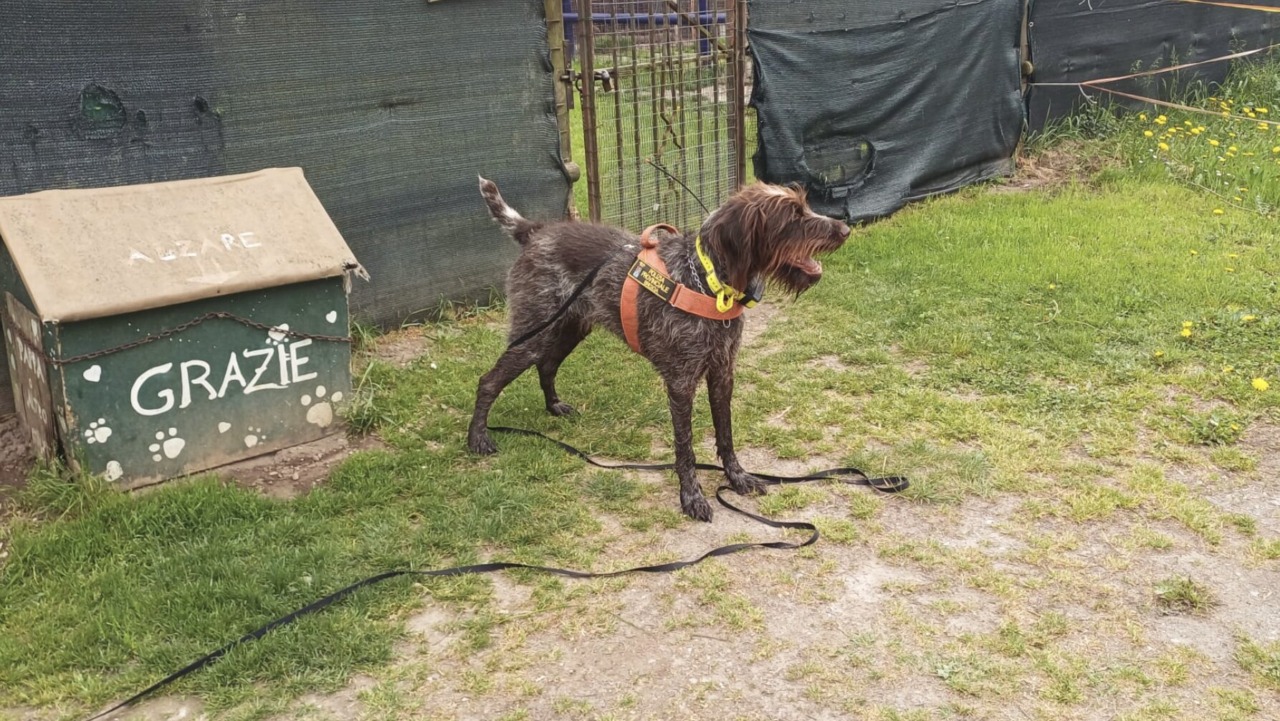 Esche avvelenate in Valle Camonica: in azione l’agente a quattro zampe Sole