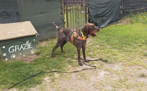 Esche avvelenate in Valle Camonica: in azione l’agente a quattro zampe Sole