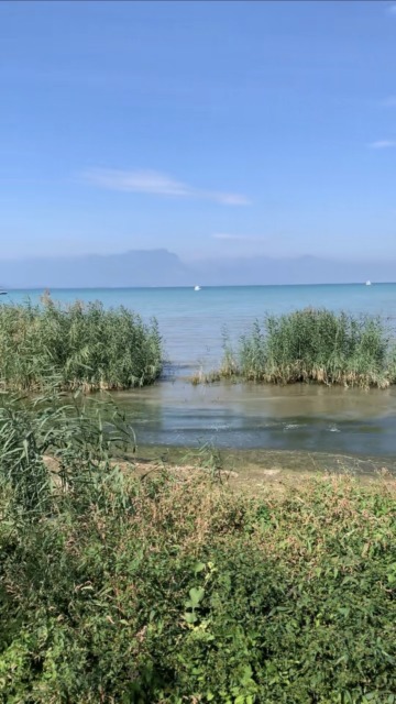 Canneti a rischio nel Basso Garda: l’allarme di Wwf