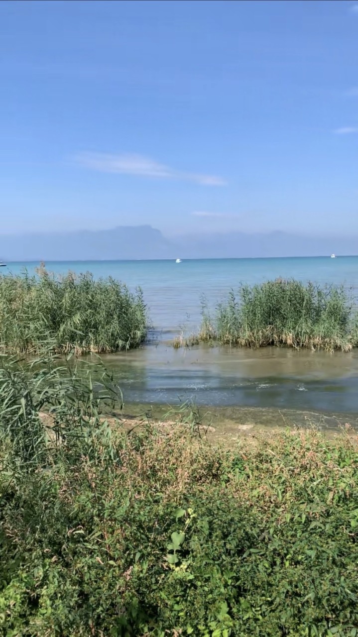 Canneti a rischio nel Basso Garda: l’allarme di Wwf