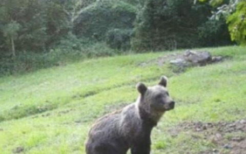 Lupi e orsi nel Bresciano: 25 i casi di danni causati dal primo, 89 le segnalazioni sul secondo