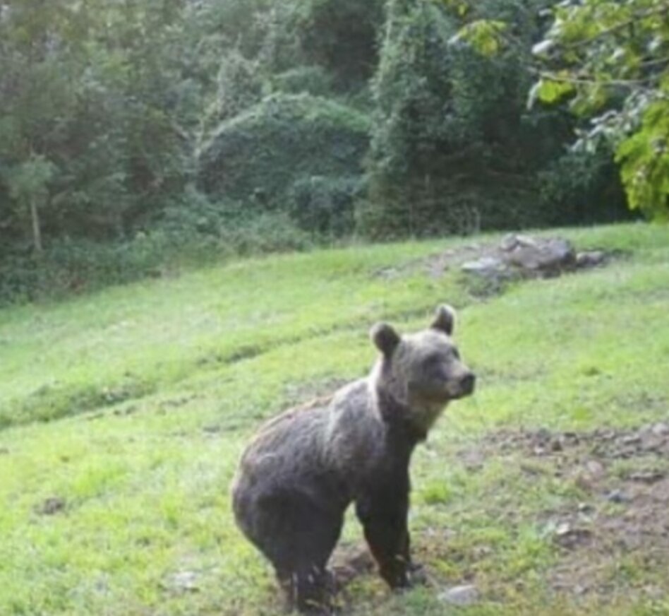 Lupi e orsi nel Bresciano: 25 i casi di danni causati dal primo, 89 le segnalazioni sul secondo