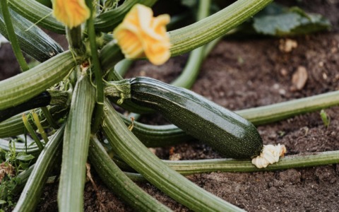 Signore e signori ecco a voi la zucchina, regina nell’orto di chi è alle prime armi