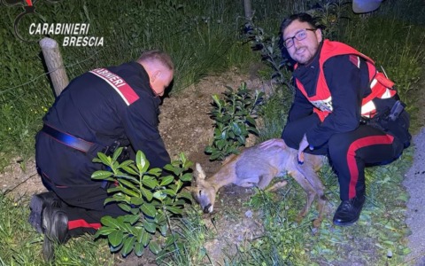 Spbs37: capriolo maschio ferito trovato a bordo strada