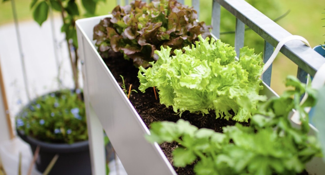 Tra semi e piantine, lattuga e ravanello: l’orto di Coltiviamo è sempre più ricco