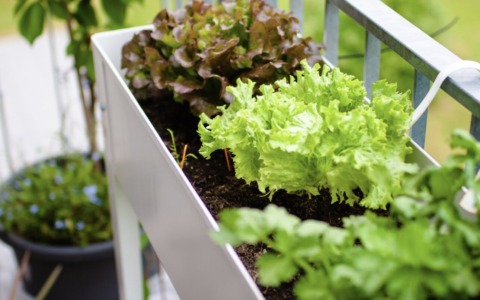 Tra semi e piantine, lattuga e ravanello: l’orto di Coltiviamo è sempre più ricco