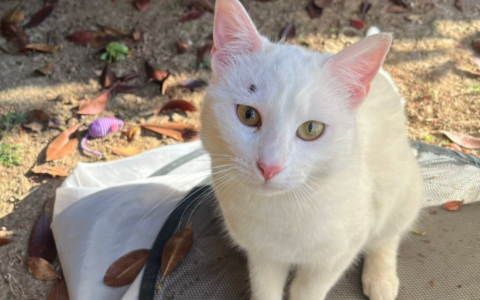 Gatta impallinata a Rudiano: «Ha rischiato di perdere l’occhio»