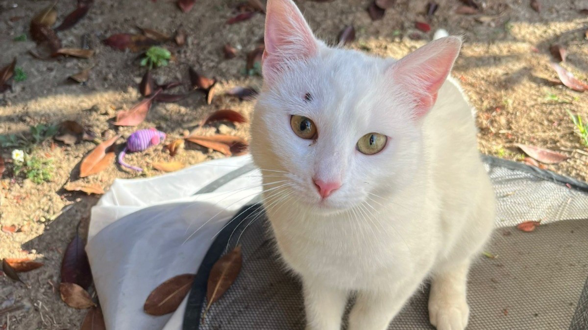 Gatta impallinata a Rudiano:  «Ha rischiato di perdere l’occhio»