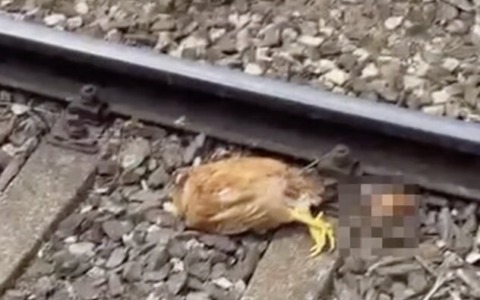 Bagnolo Mella: galline decapitate trovate sui binari della stazione