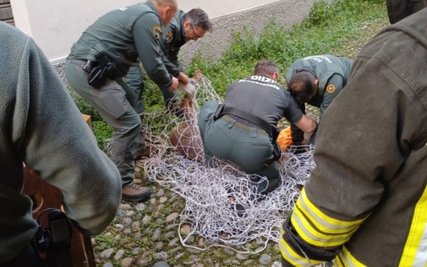 Capriolo in centro storico a Brescia nella notte: catturato dalla Polizia Provinciale, è stato rimesso in natura