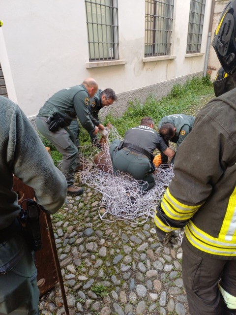 Capriolo in centro storico a Brescia nella notte: catturato dalla Polizia Provinciale, è stato rimesso in natura