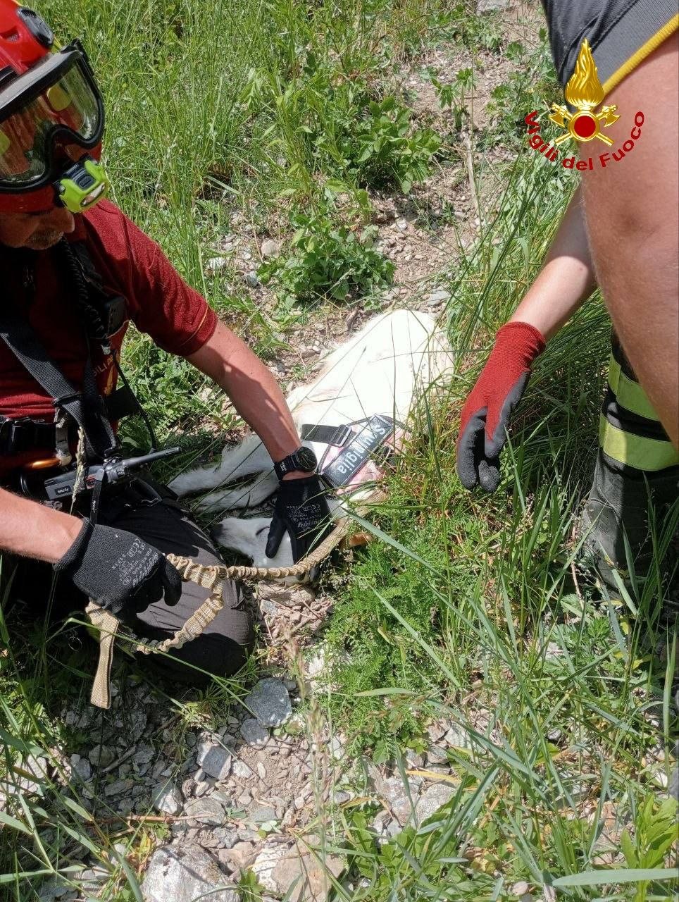Cevo: cane scivolato in una scarpata vittima di una crisi epilettica recuperato dai Vigili del Fuoco
