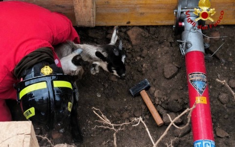 Leno: capretta incastrata in un tubo fognario, l’intervento dei Vigili del Fuoco