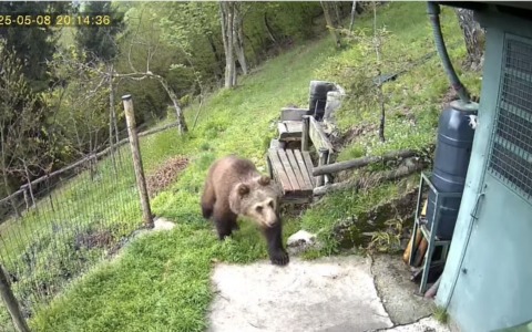 Orso alla ricerca di cibo in Valle Camonica, l’appello della Polizia Provinciale