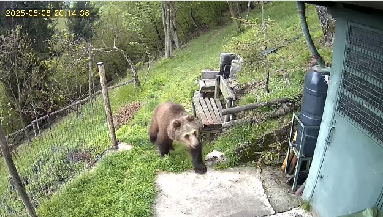 Orso alla ricerca di cibo in Valle Camonica, l’appello della Polizia Provinciale