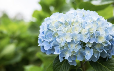 Coltiviamo le ortensie in vaso, sul balcone e in giardino: i consigli dell’agronomo per mantenerle rigogliose e fiorite