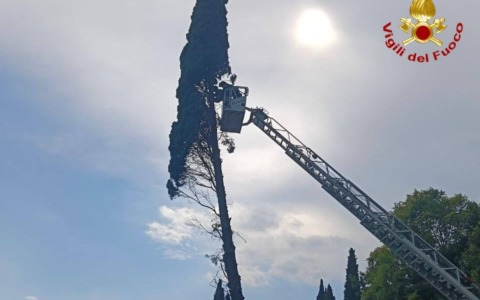 Salò, cipresso pericolante sulla SS45bis: l’intervento dei Vigili del Fuoco