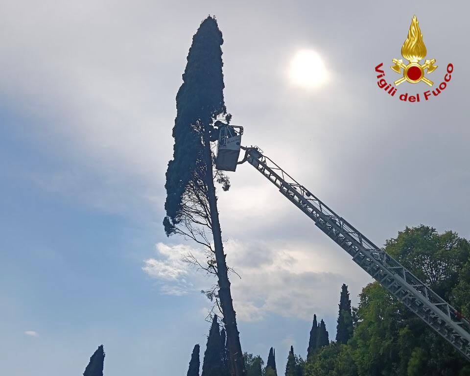 Salò, cipresso pericolante sulla SS45bis: l’intervento dei Vigili del Fuoco