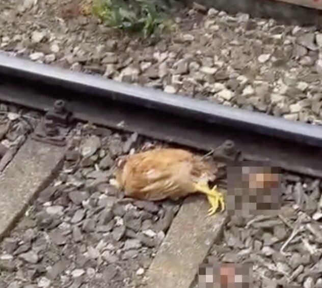 Galline decapitate, l’indagine va avanti e forse c’è una correlazione