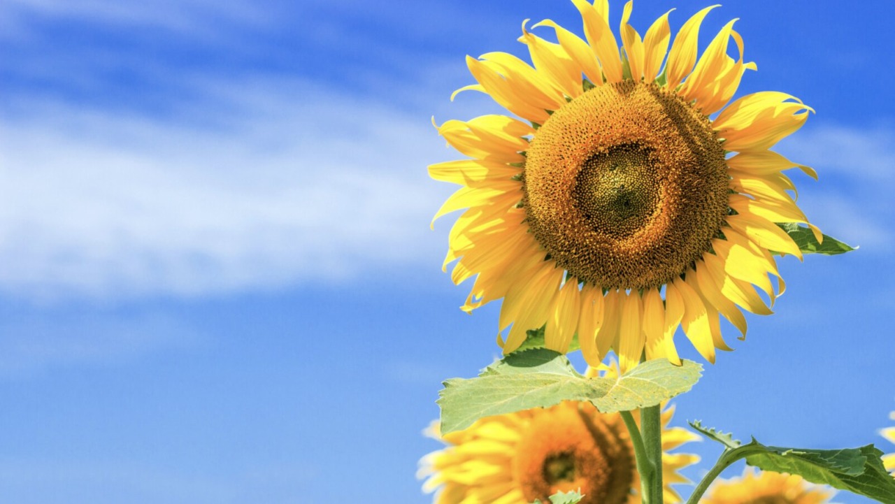 “Coltiviamo – Vivere sostenibile” al gran finale: per l’ultima puntata focus su biodiversità e girasoli