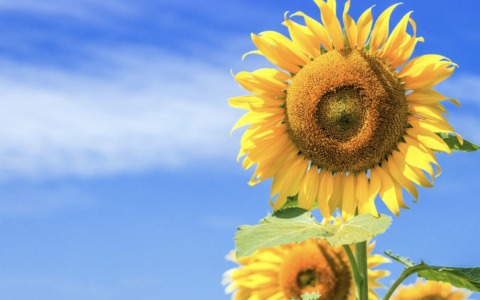 “Coltiviamo – Vivere sostenibile” al gran finale: per l’ultima puntata focus su biodiversità e girasoli