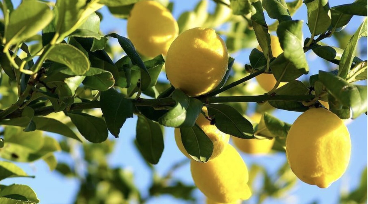È tempo di limoni e agrumi profumati: come coltivarli in vaso e in giardino