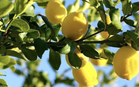 È tempo di limoni e agrumi profumati: come coltivarli in vaso e in giardino