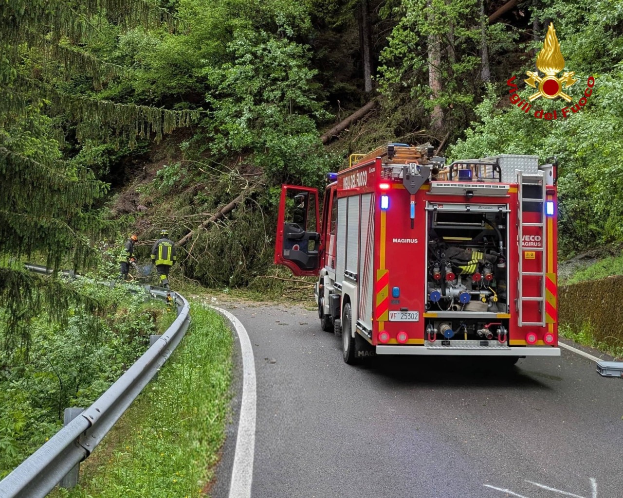 Maltempo: abete si abbatte sulla carreggiata, l’intervento dei Vigili del Fuoco
