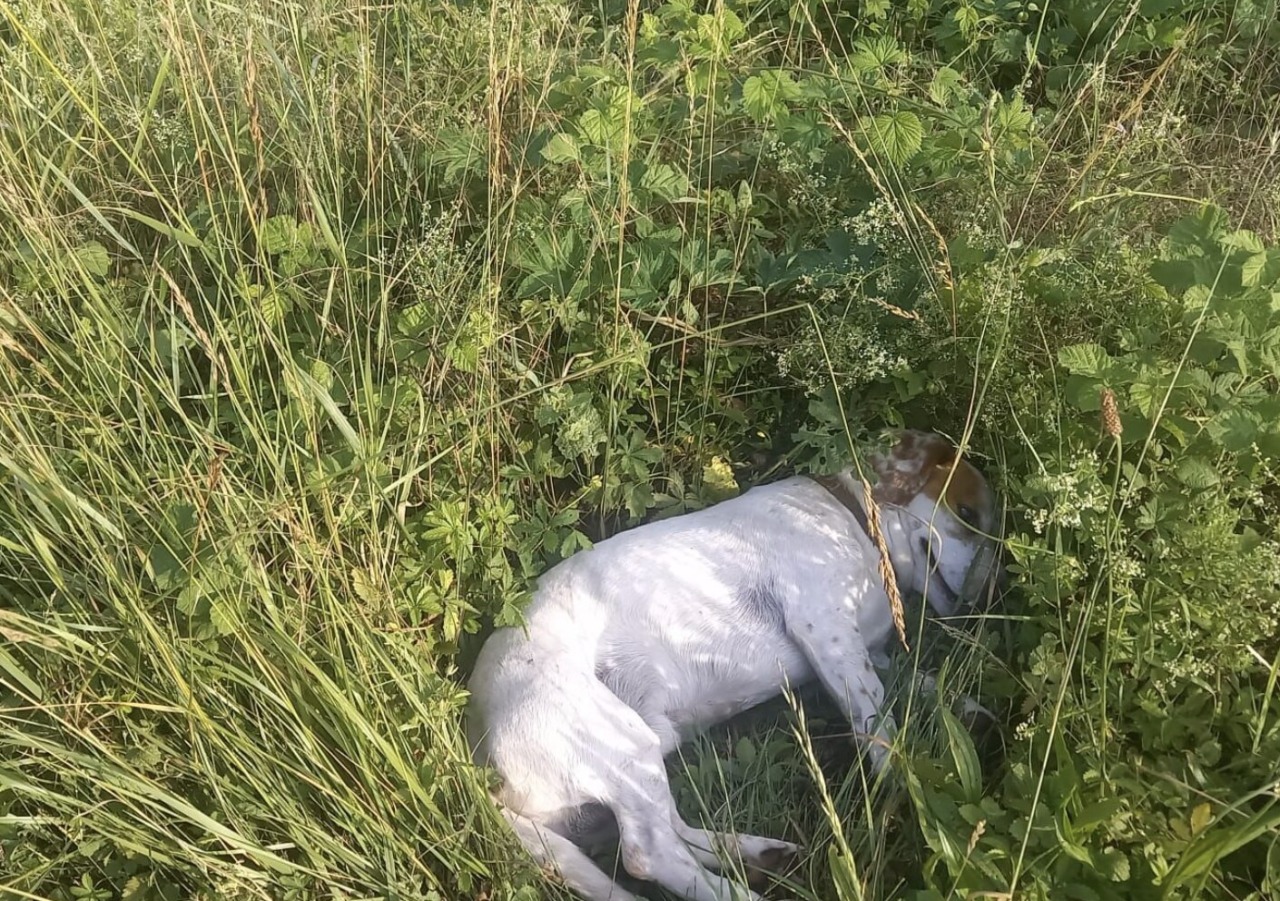 Sabbio Chiese: cagnolino investito e abbandonato in mezzo alla strada, salvato dalla Locale