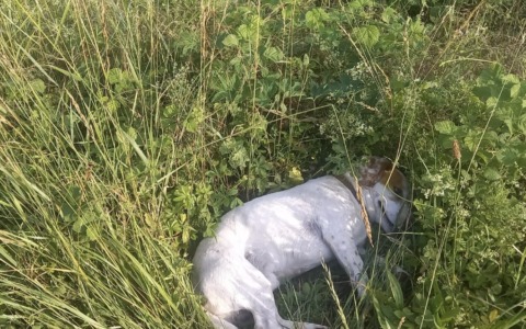 Sabbio Chiese: cagnolino investito e abbandonato in mezzo alla strada, salvato dalla Locale